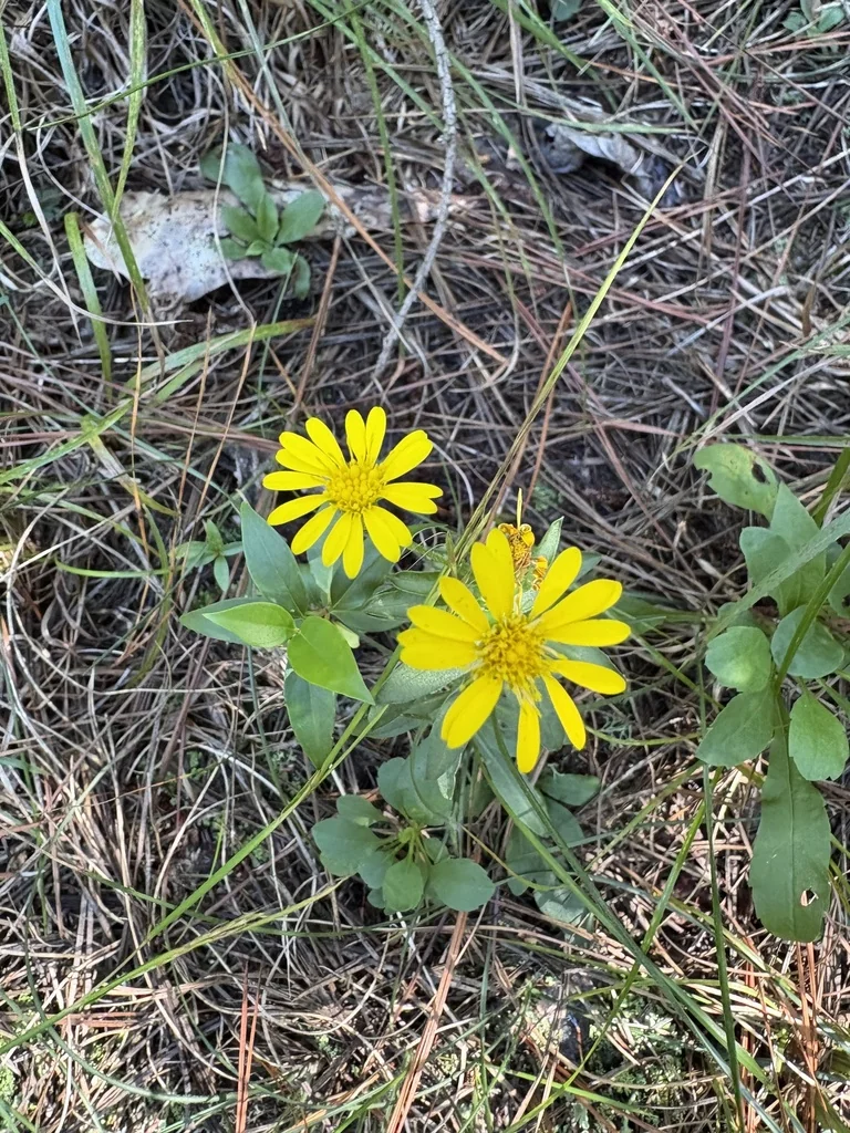 Chrysopsis Mariana