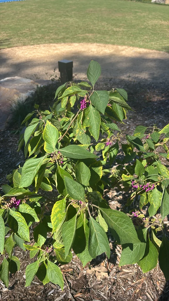Callicarpa Americana