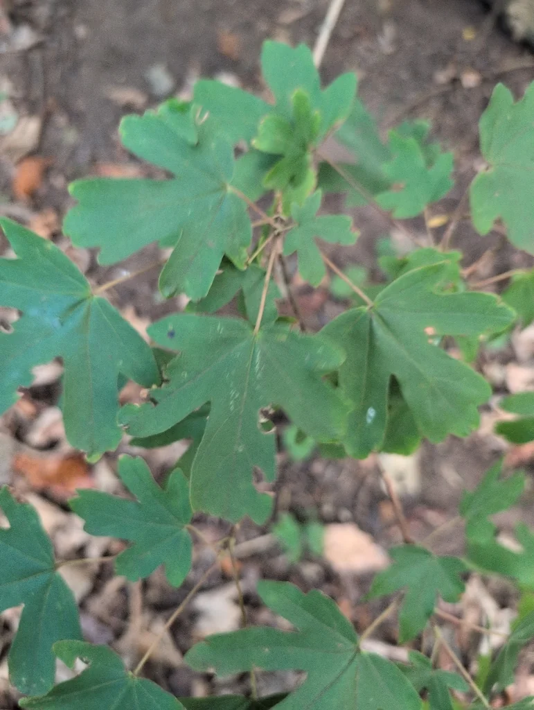 Acer Campestre