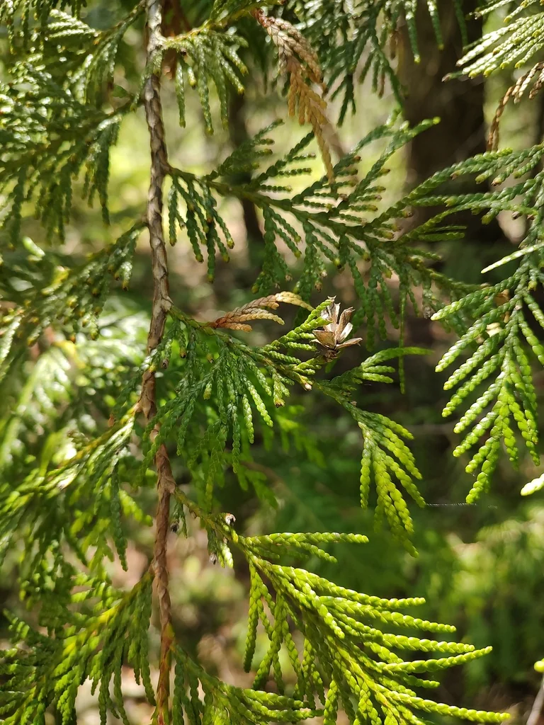 Thuja plicata