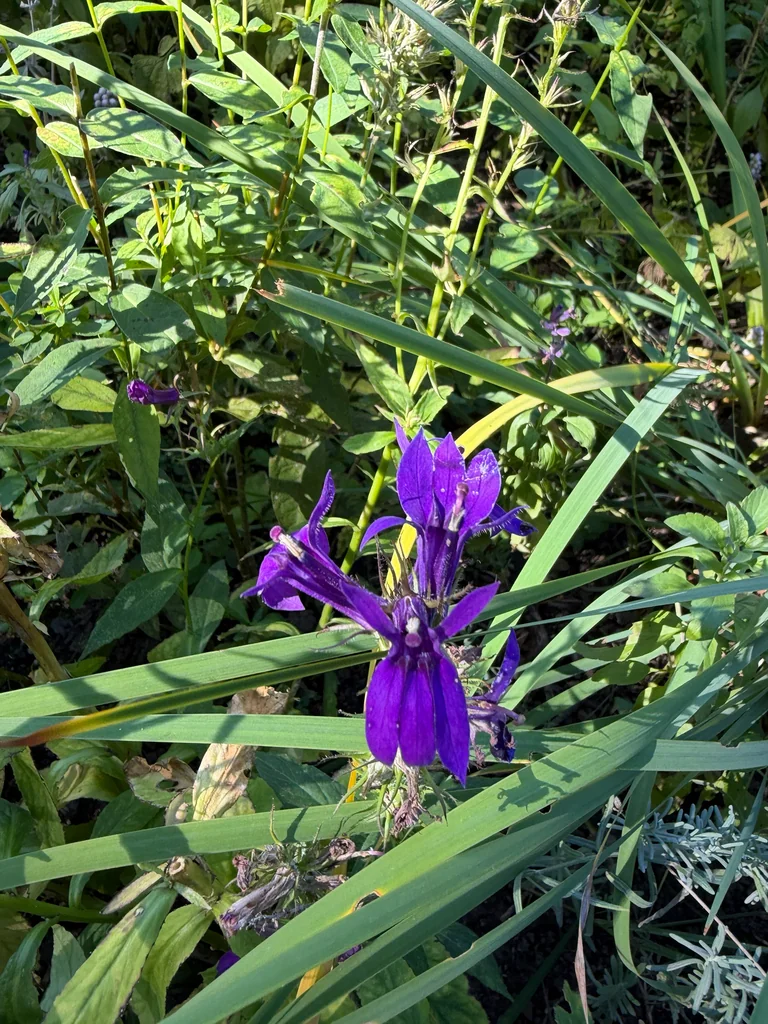 Lobelia Siphilitica