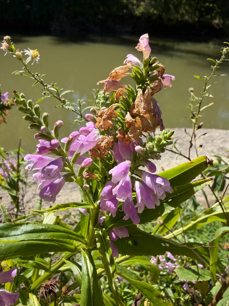 Physostegia Virginiana
