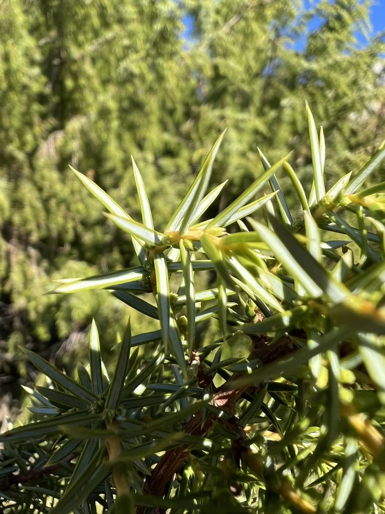 Juniperus Communis
