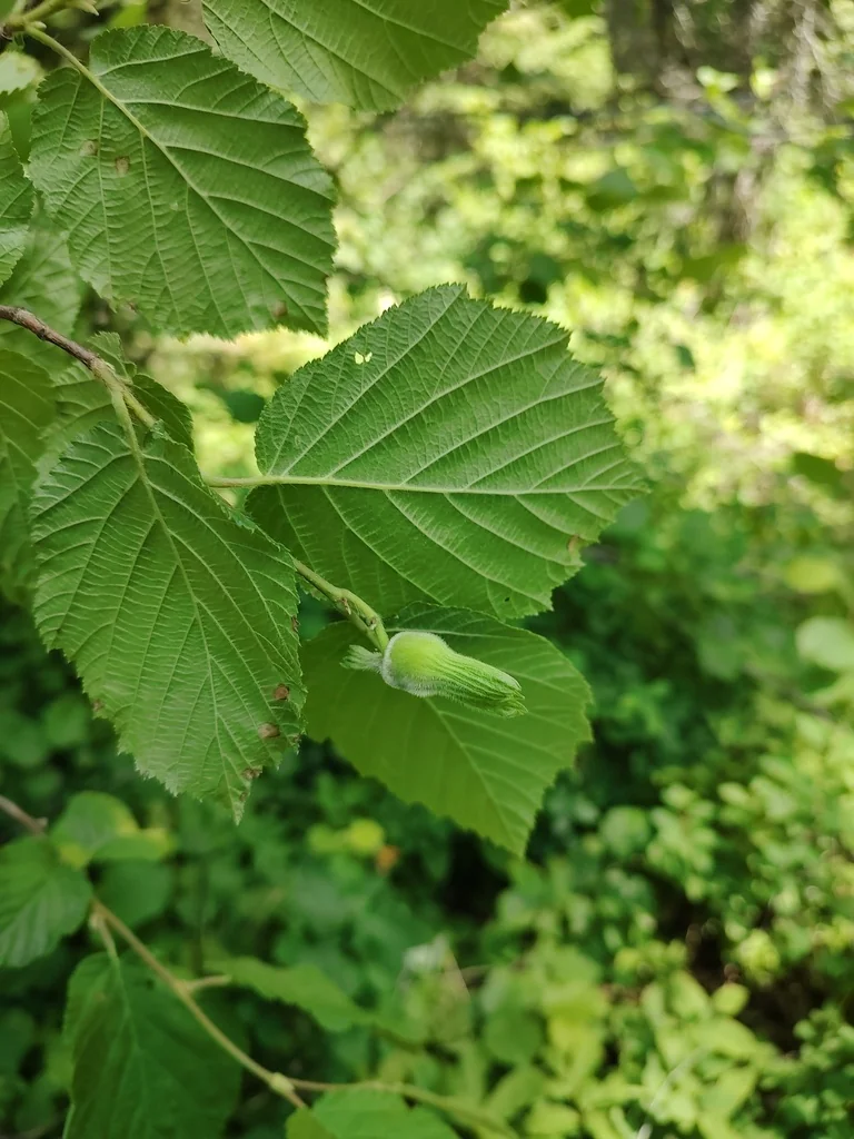 Corylus Cornuta