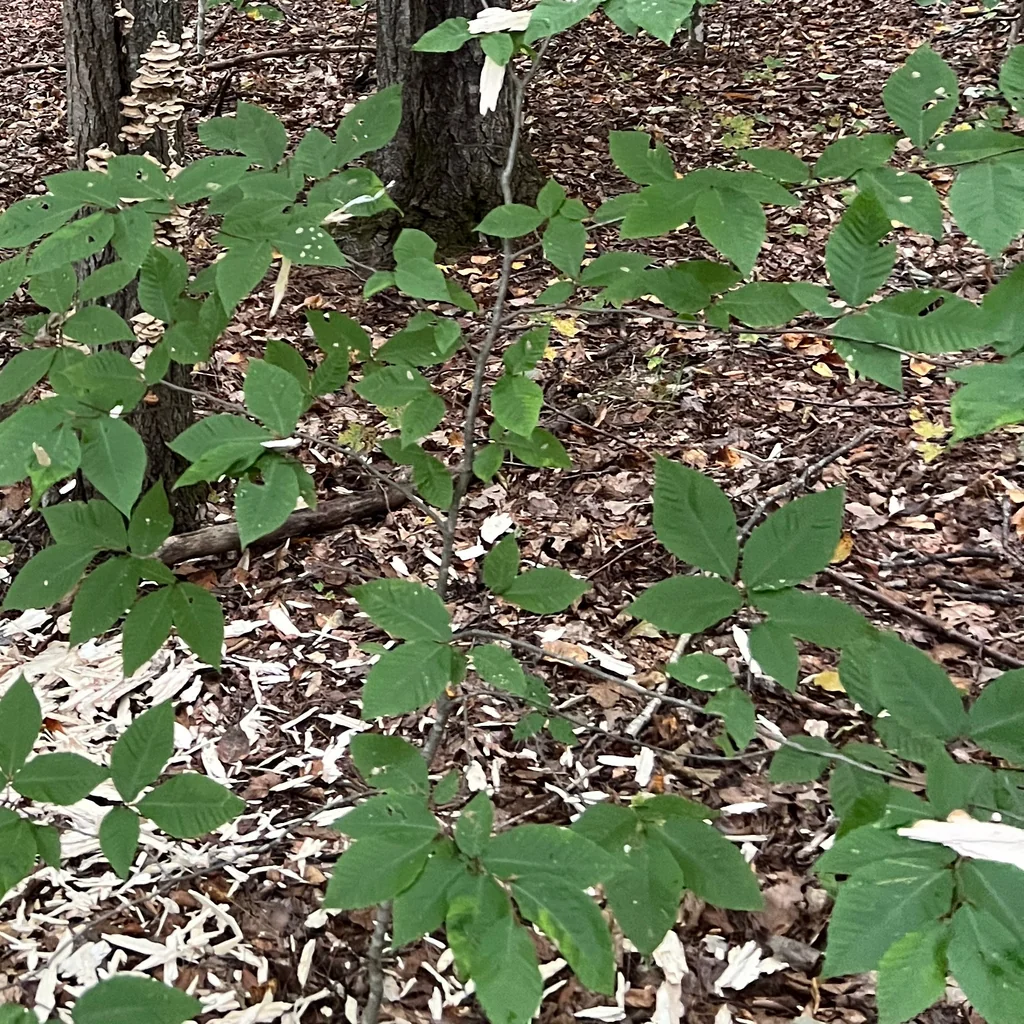 Fagus grandifolia