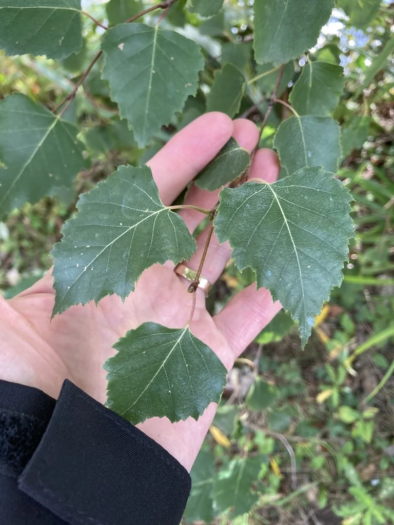 Betula Pendula