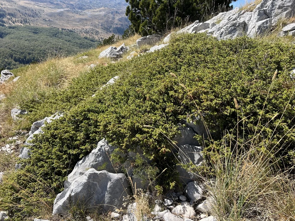 Juniperus Communis