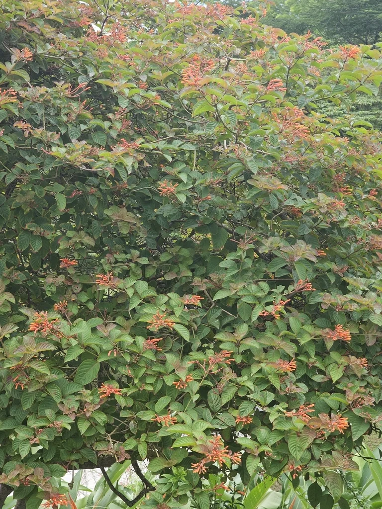 Hamelia patens