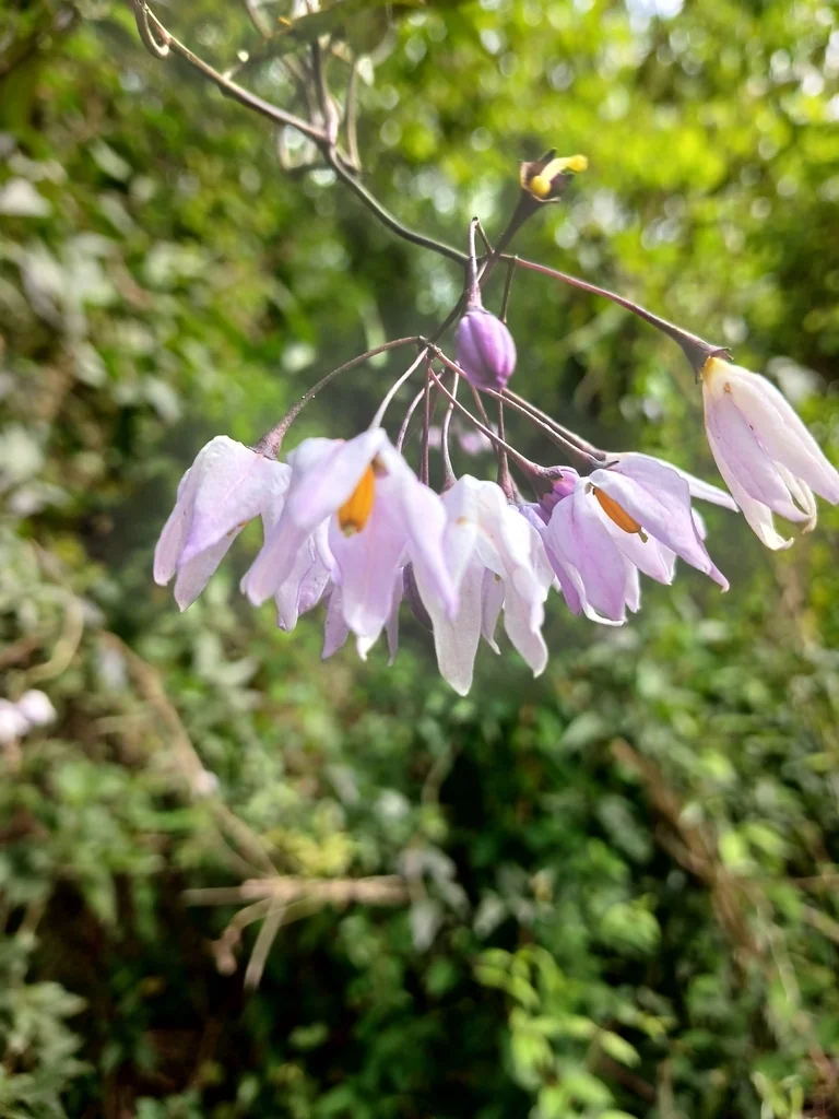 Solanum Laxum