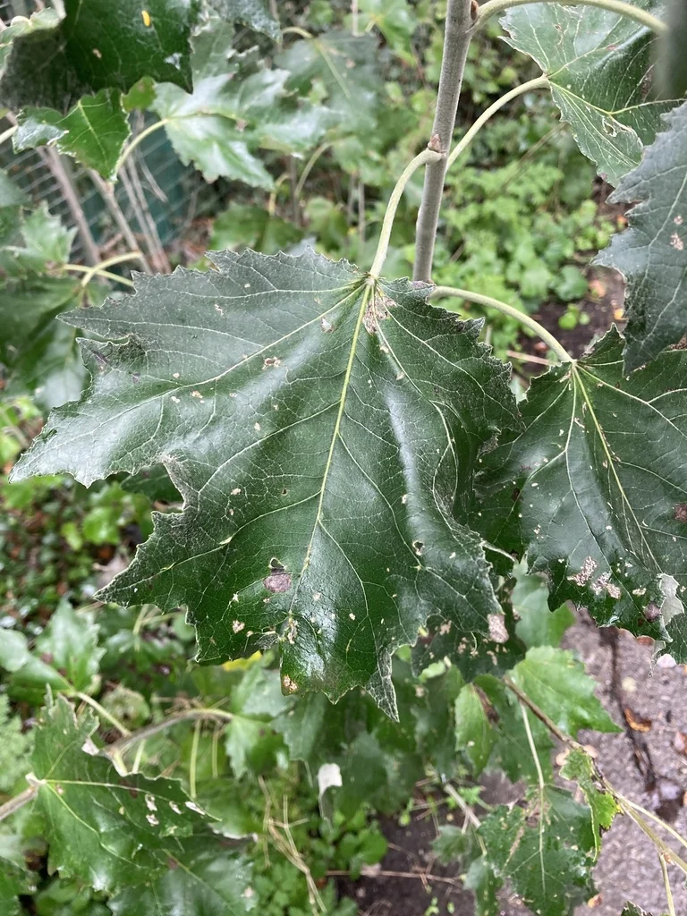 Populus Alba