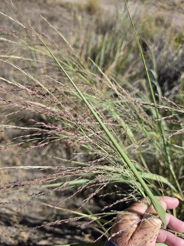 Panicum virgatum