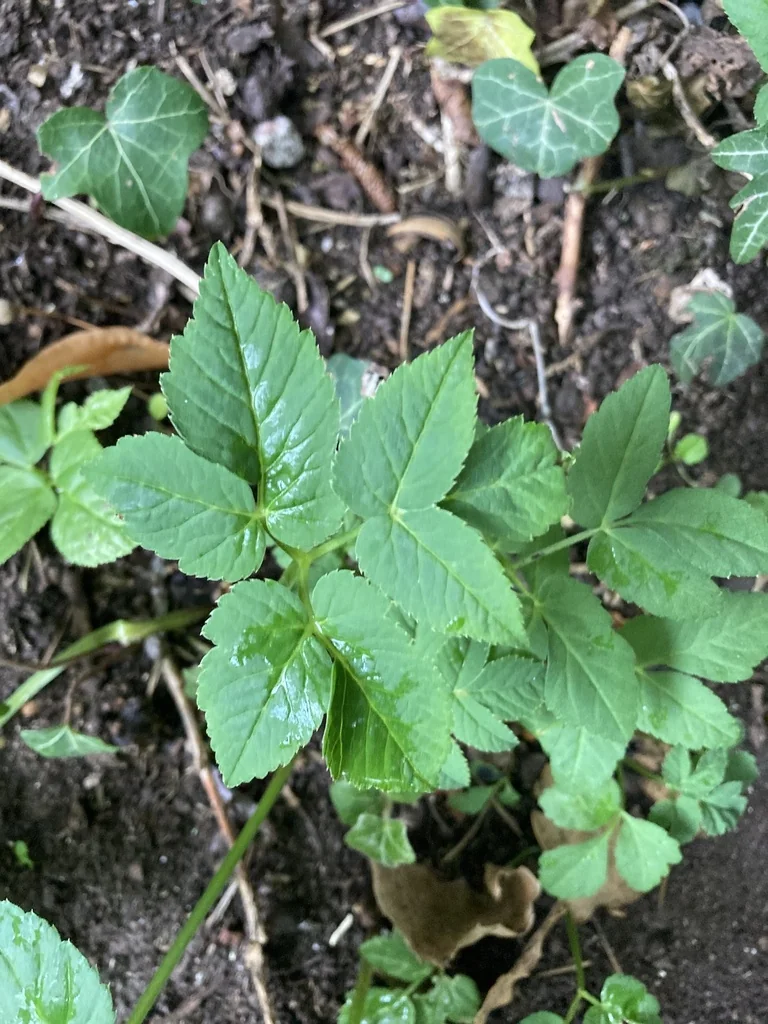 Aegopodium Podagraria