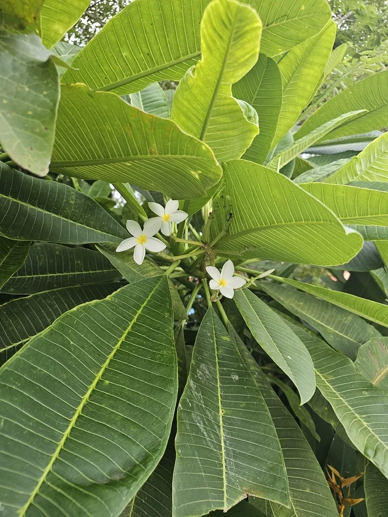 Plumeria Rubra