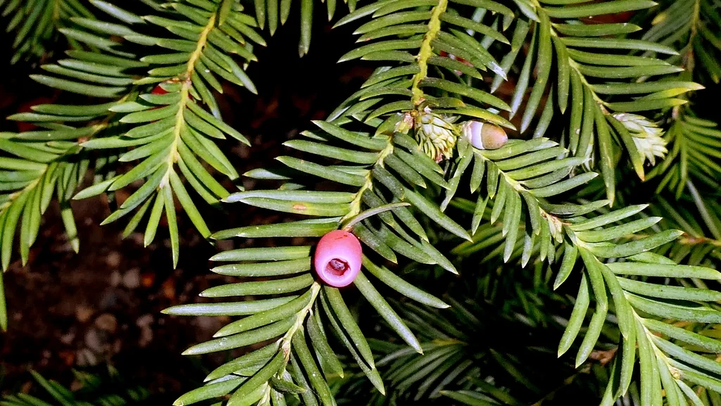 Taxus Baccata