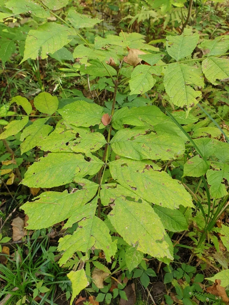 Fraxinus Nigra