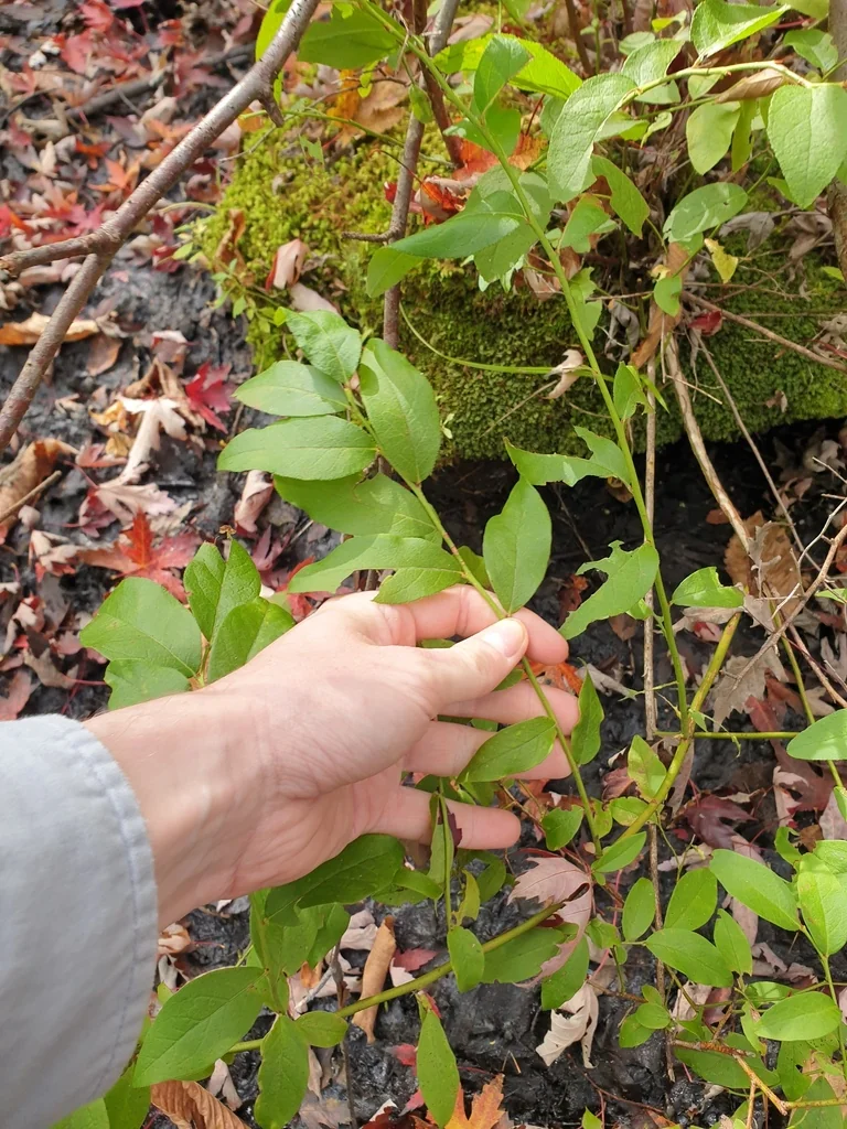 Vaccinium Corymbosum