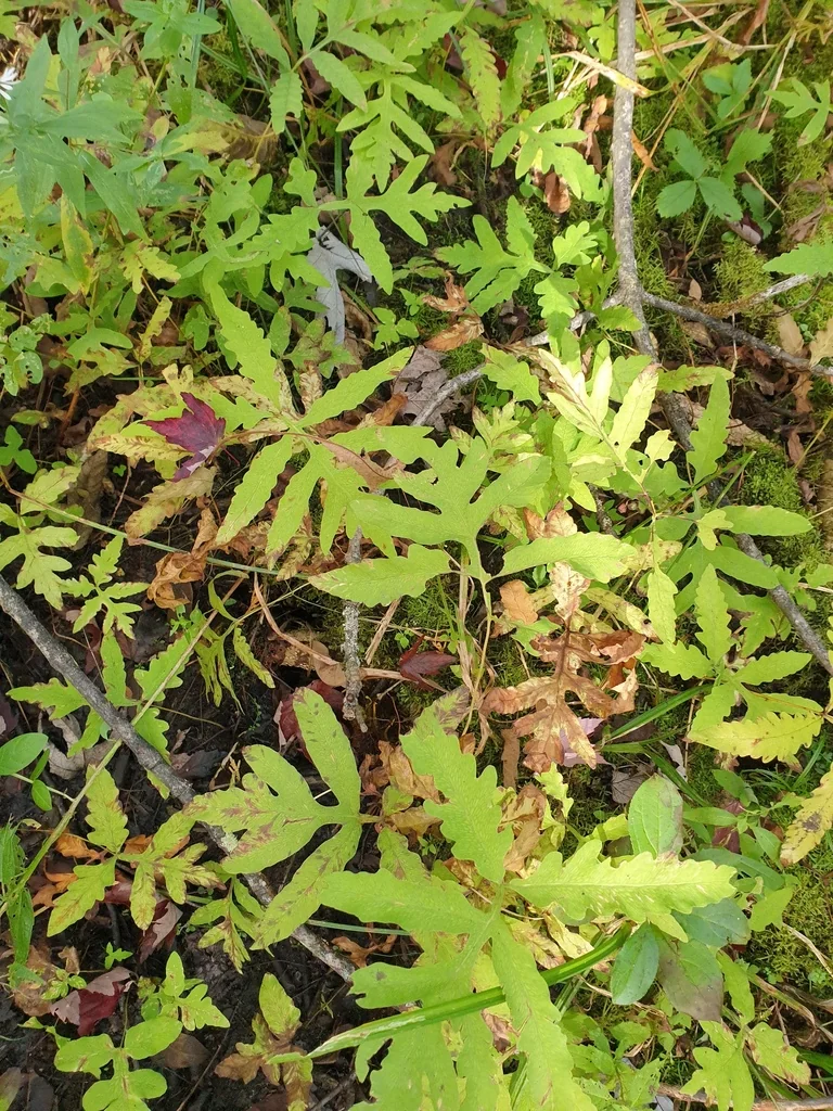 Onoclea Sensibilis