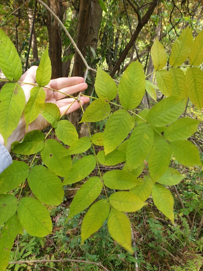 Fraxinus Nigra