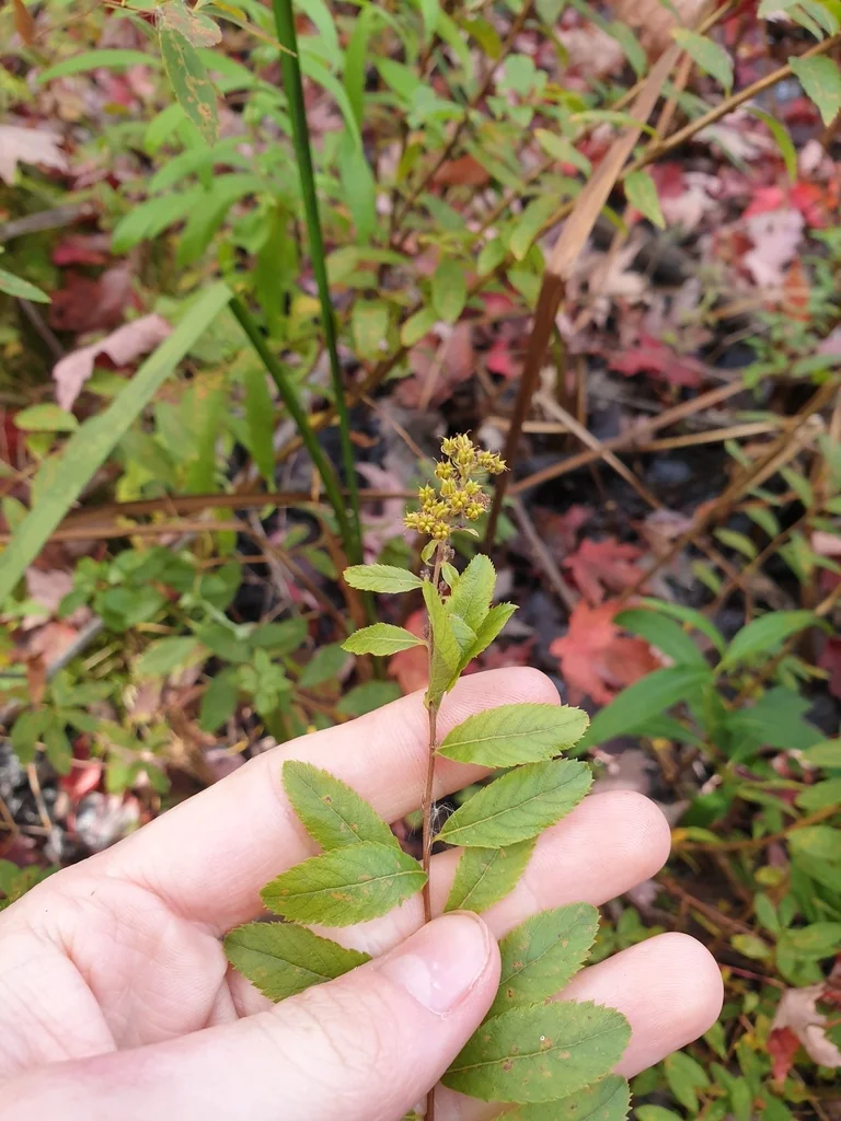 Spiraea Alba