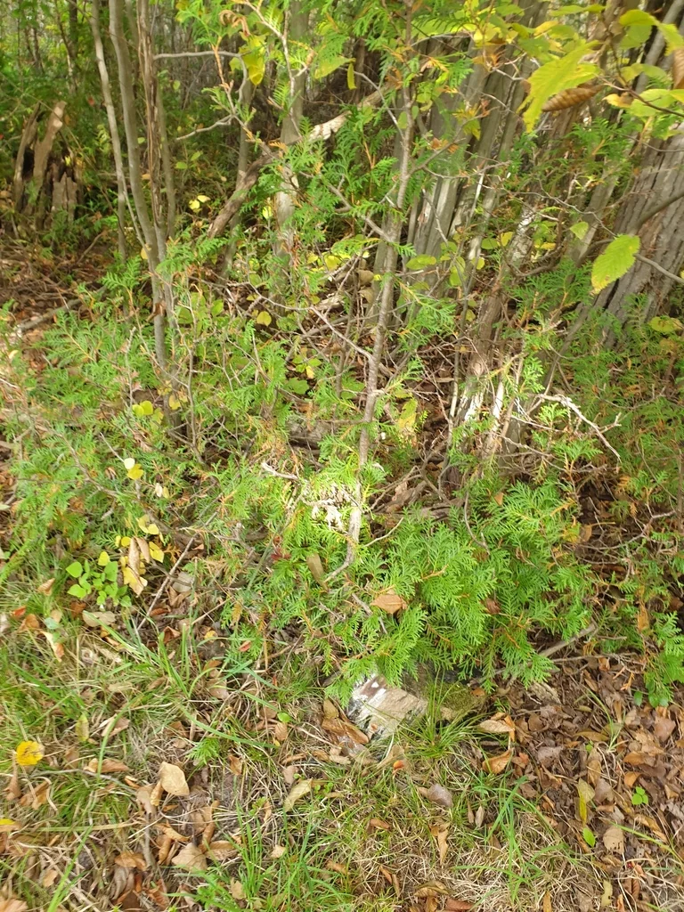 Thuja Occidentalis