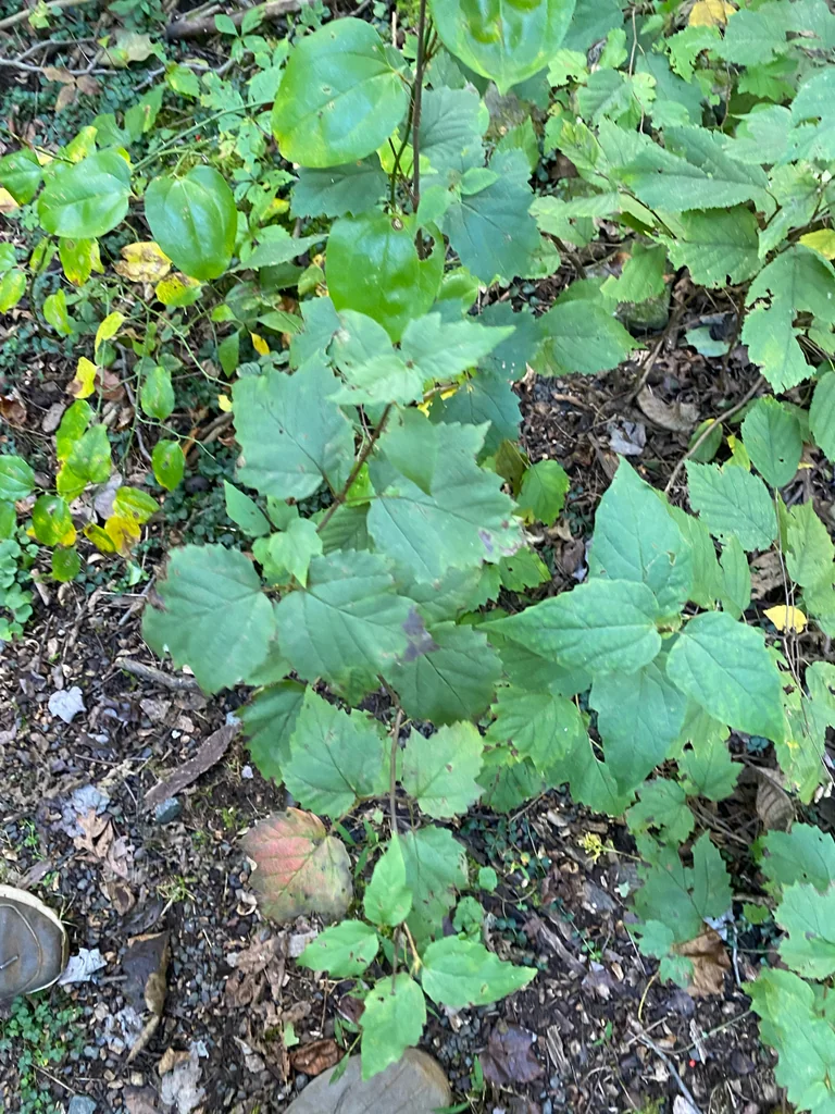 Viburnum Acerifolium