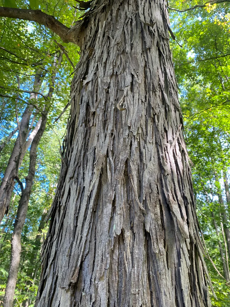 Carya Ovata