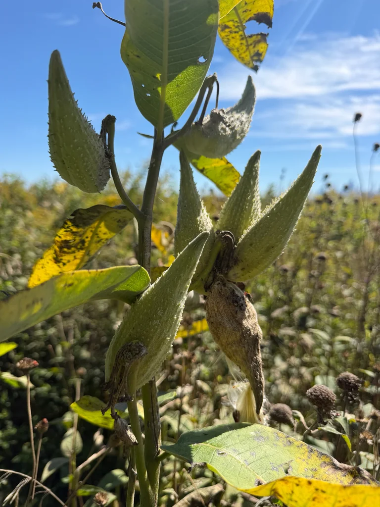 Asclepias Syriaca