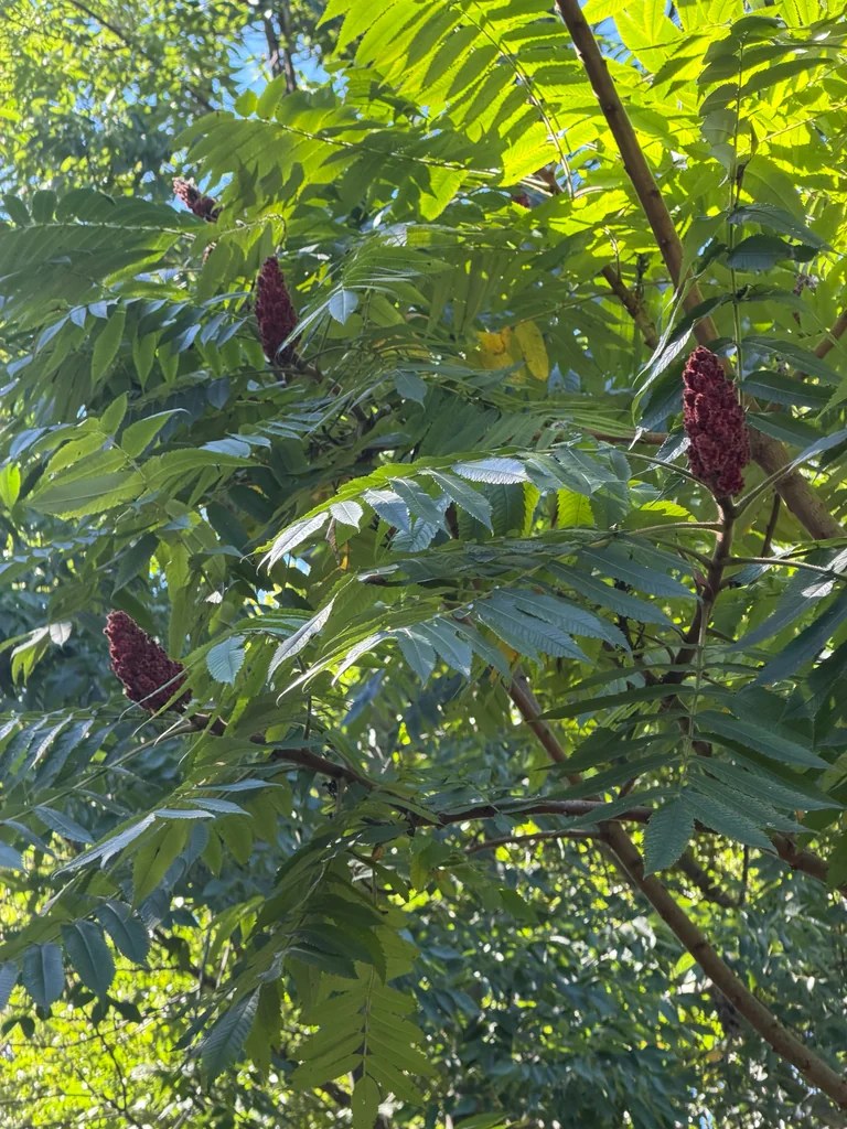 Rhus Typhina