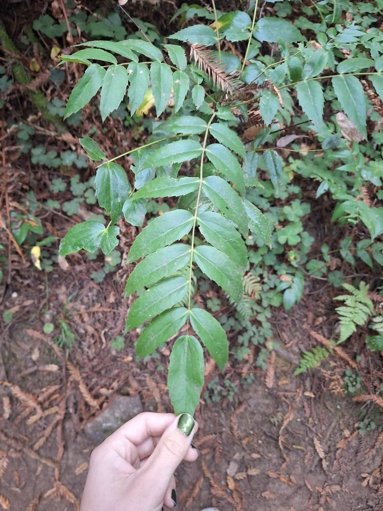 Berberis Nervosa