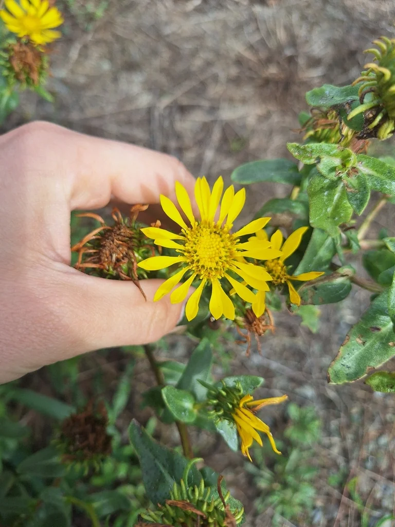 Grindelia stricta