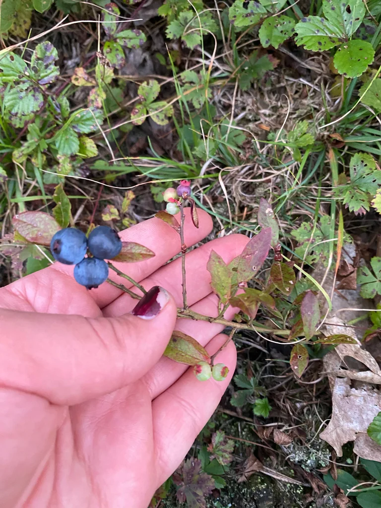 Vaccinium Angustifolium
