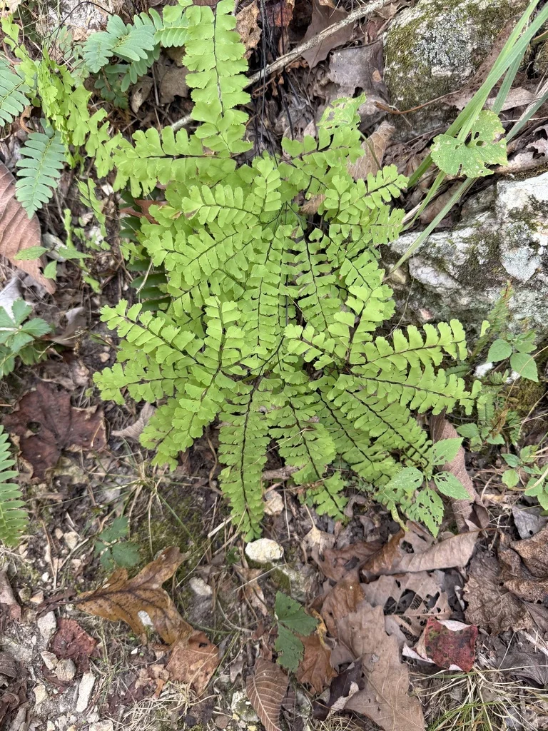 Adiantum Pedatum