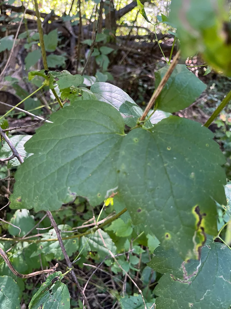 Clematis Virginiana