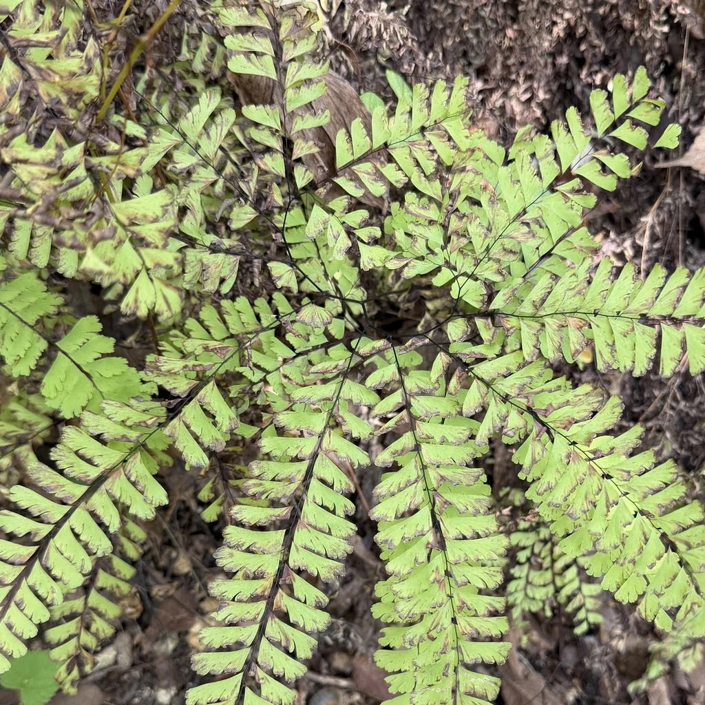 Adiantum Pedatum
