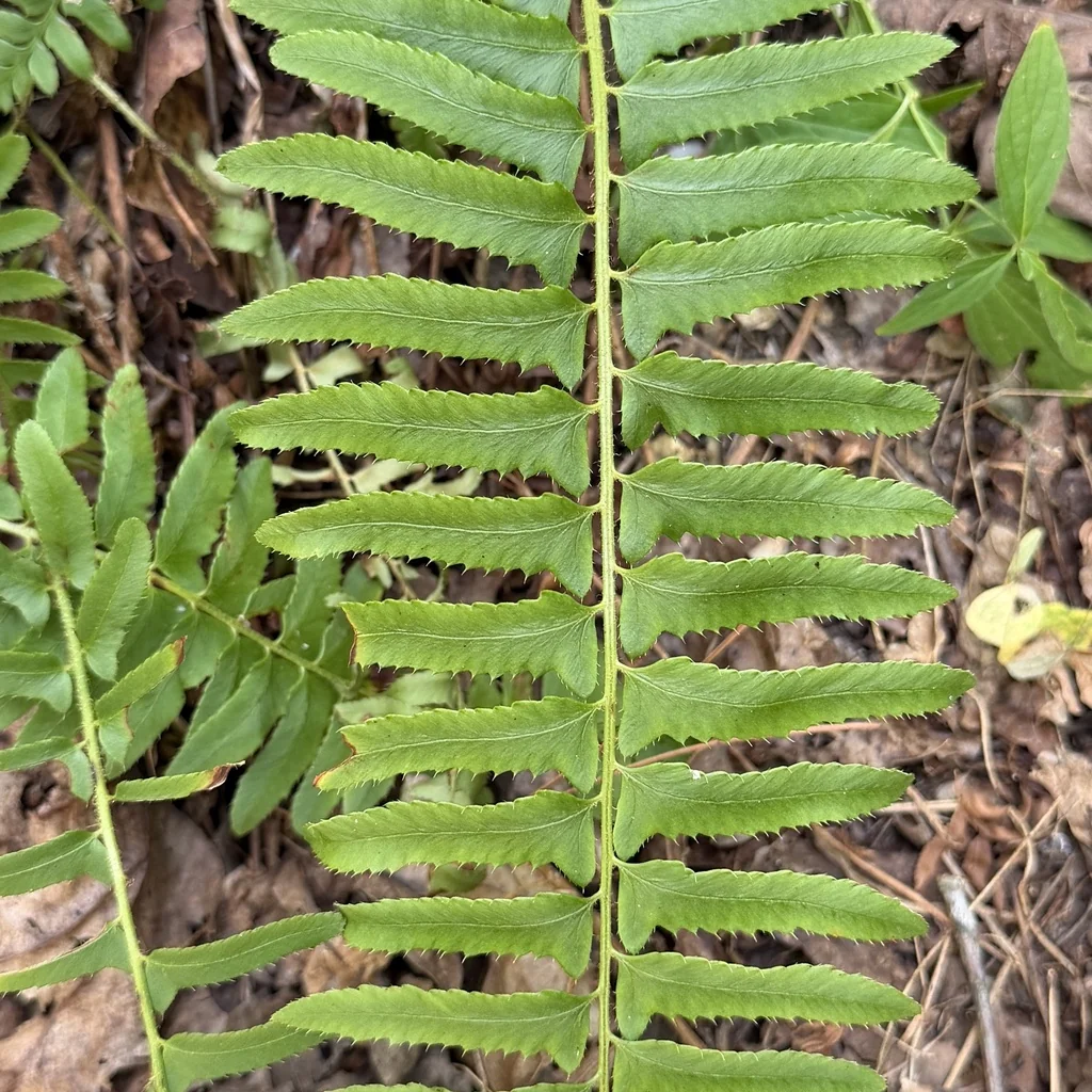 Polystichum Acrostichoides