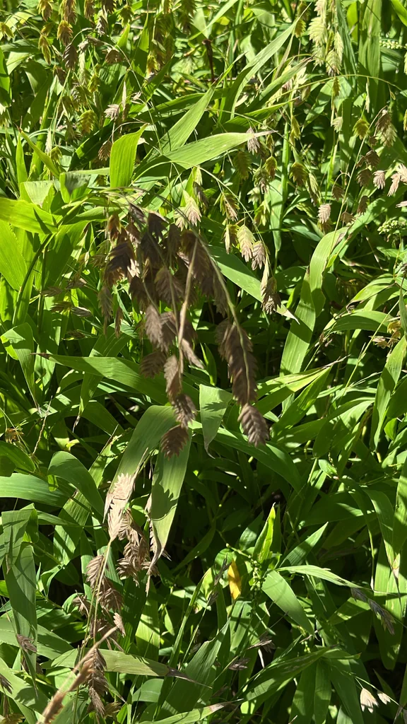 Chasmanthium Latifolium