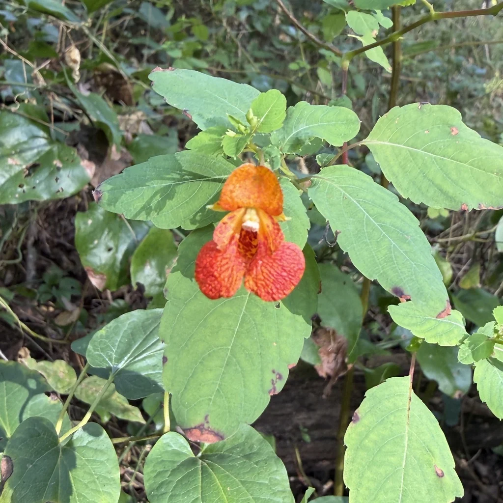 Impatiens Capensis