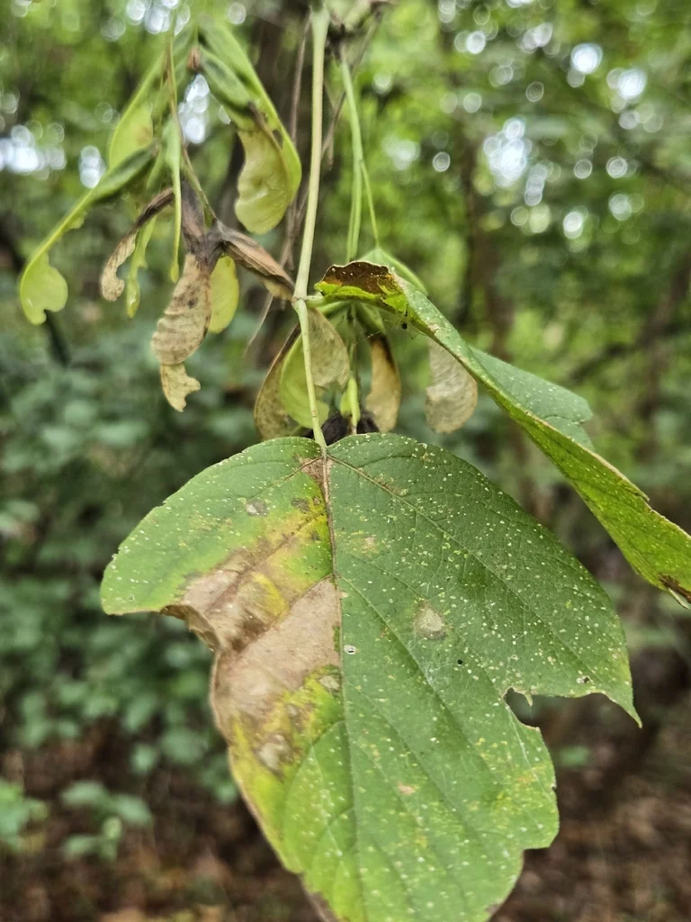 Acer Negundo