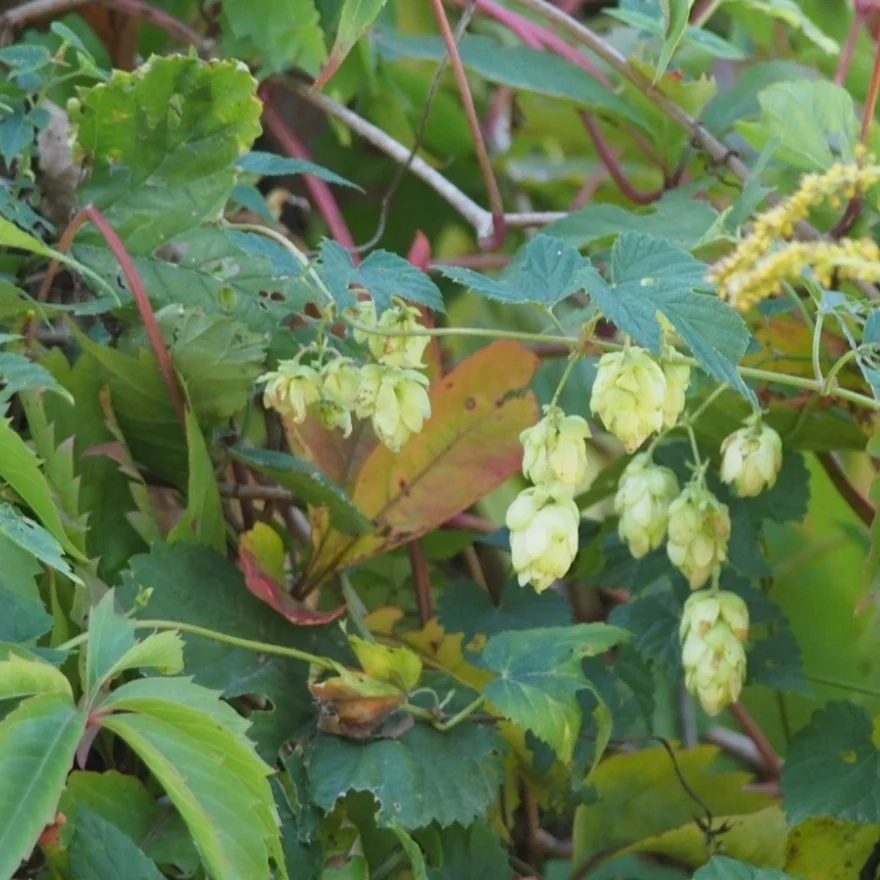 Humulus Lupulus