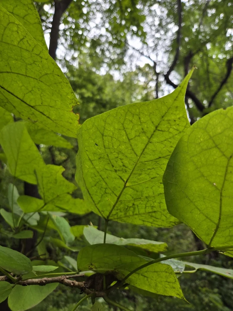 Catalpa Speciosa