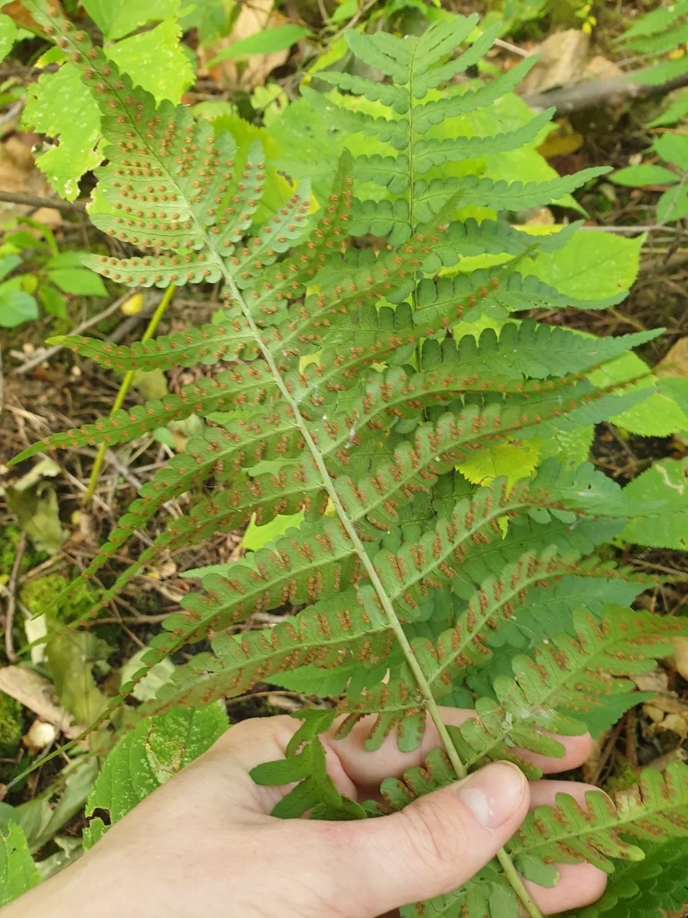 Dryopteris Marginalis