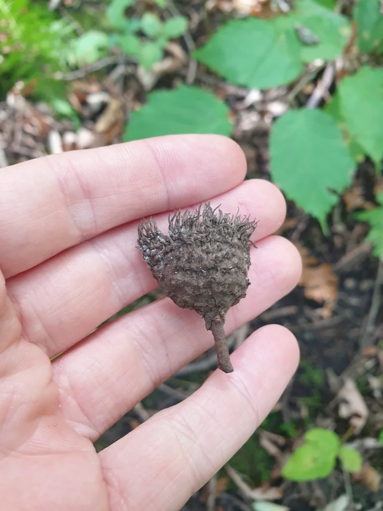 Quercus Lyrata