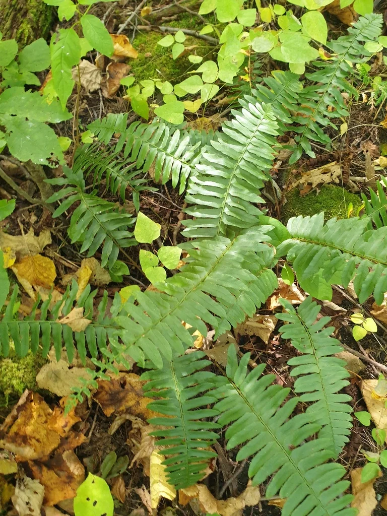 Polystichum Acrostichoides