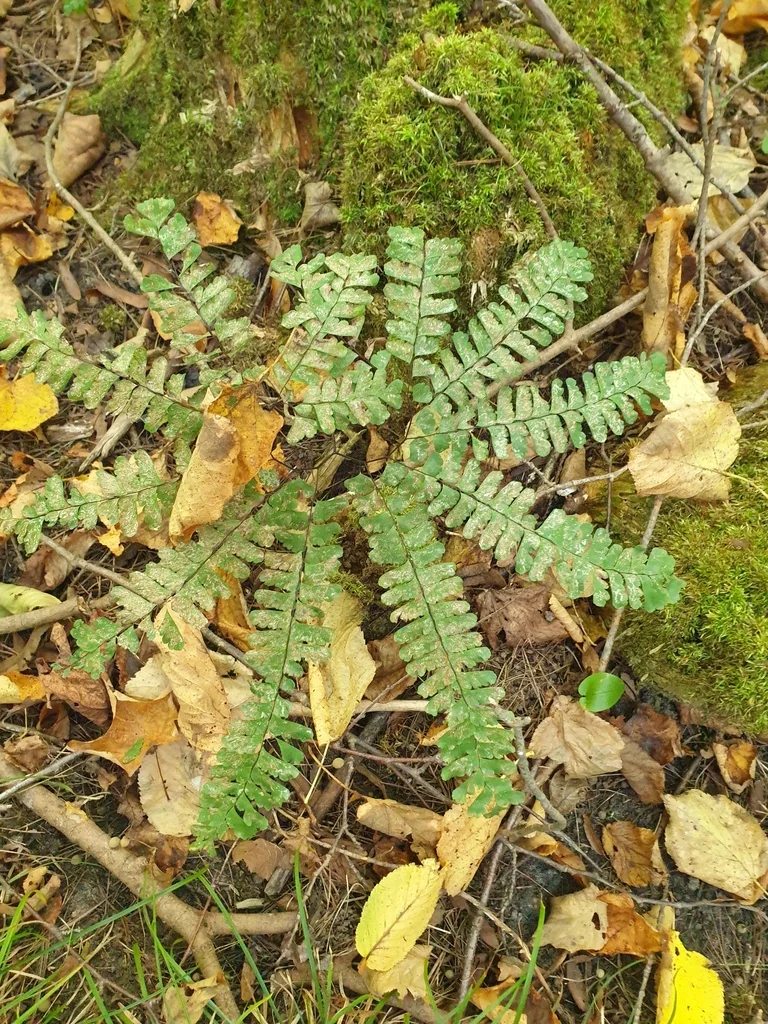 Adiantum Pedatum