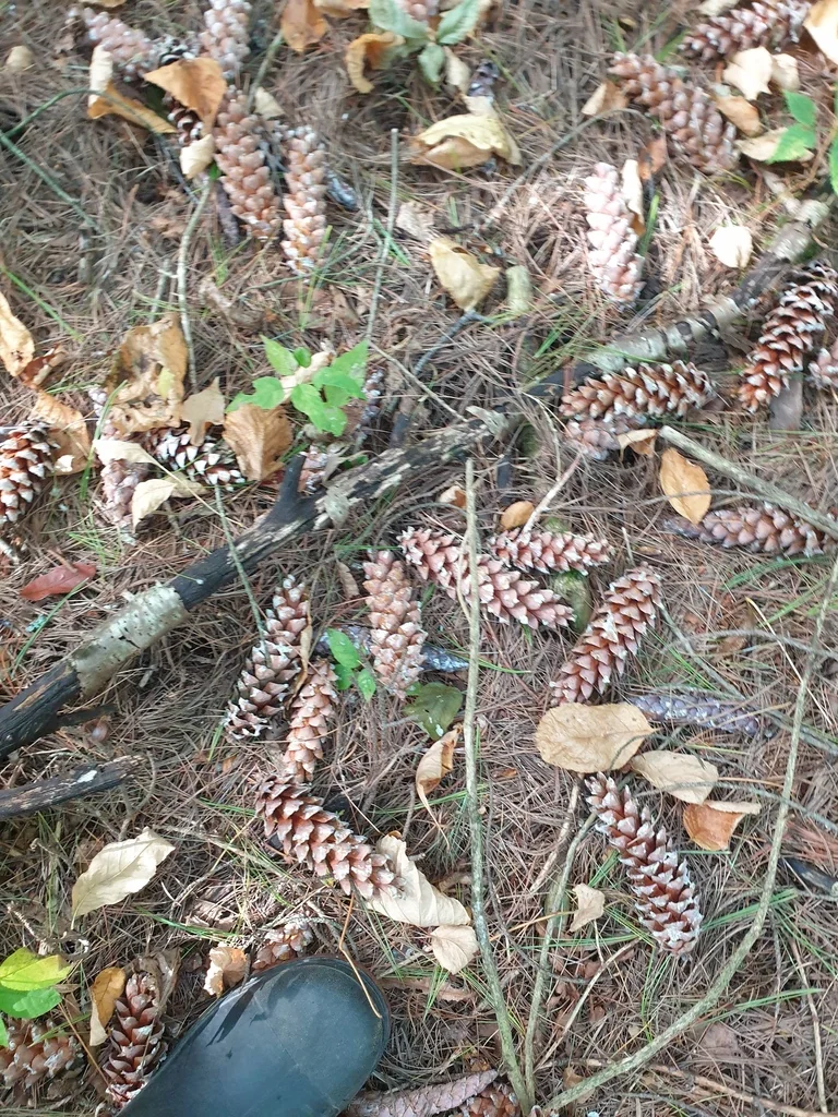 Pinus Strobus
