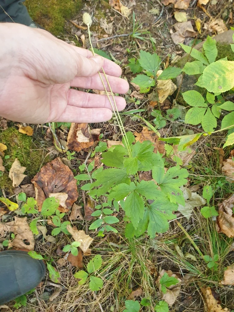 Anemone Virginiana