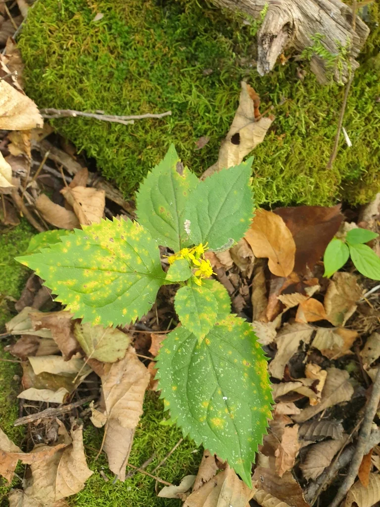 Solidago Flexicaulis