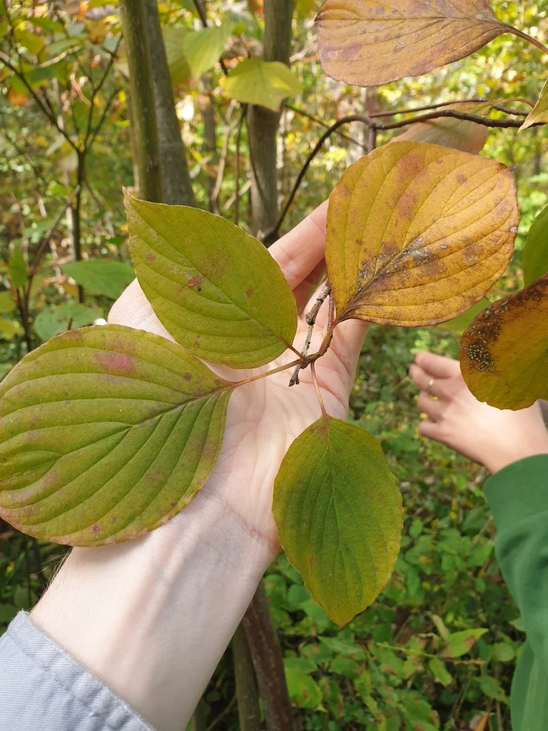 Cornus Alternifolia
