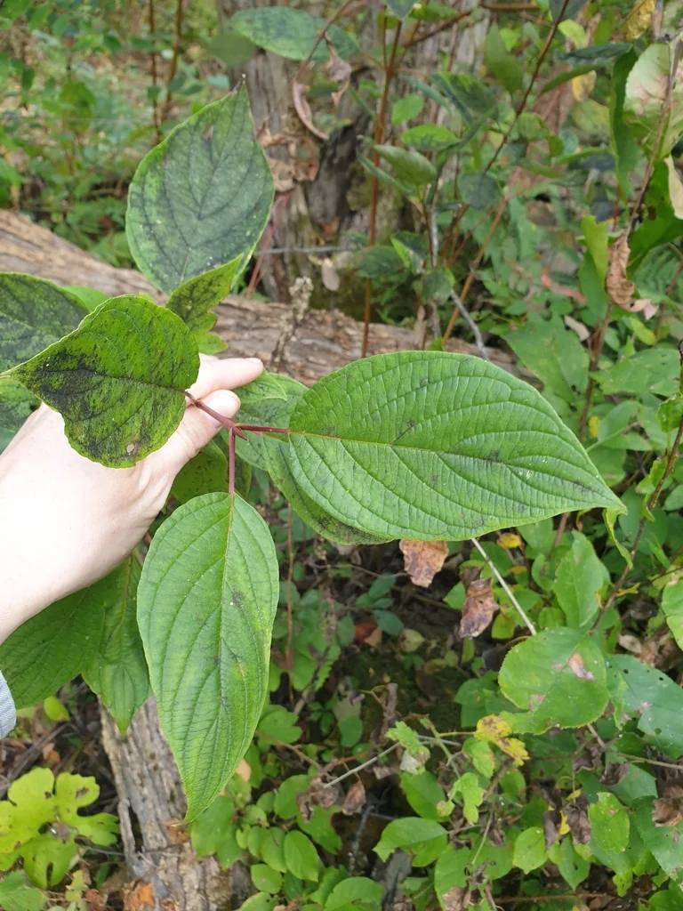 Cornus stolonifera