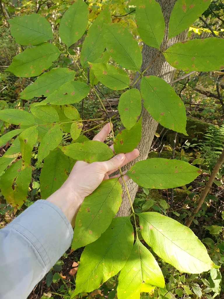 Fraxinus Americana